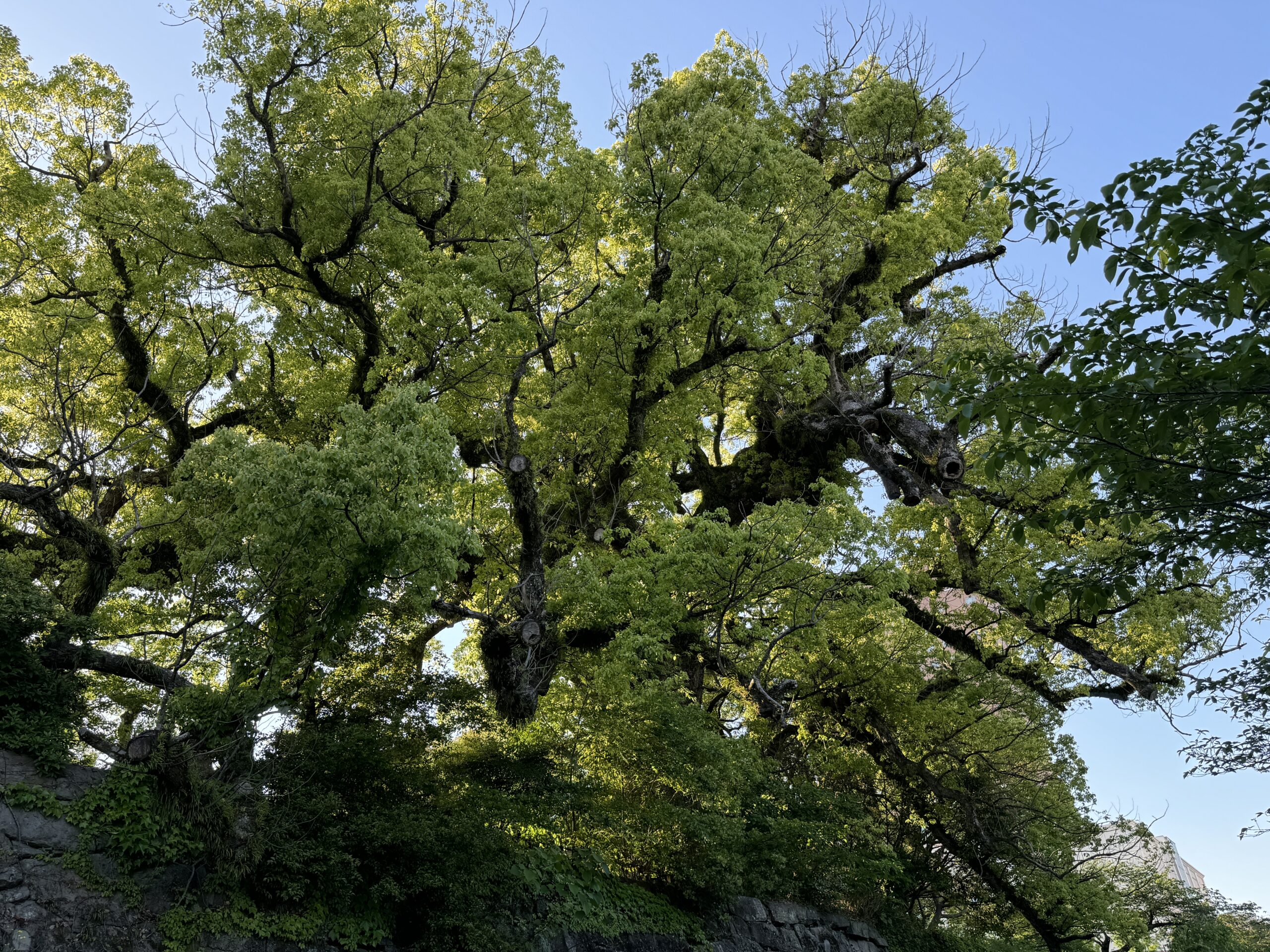 和歌山城樟