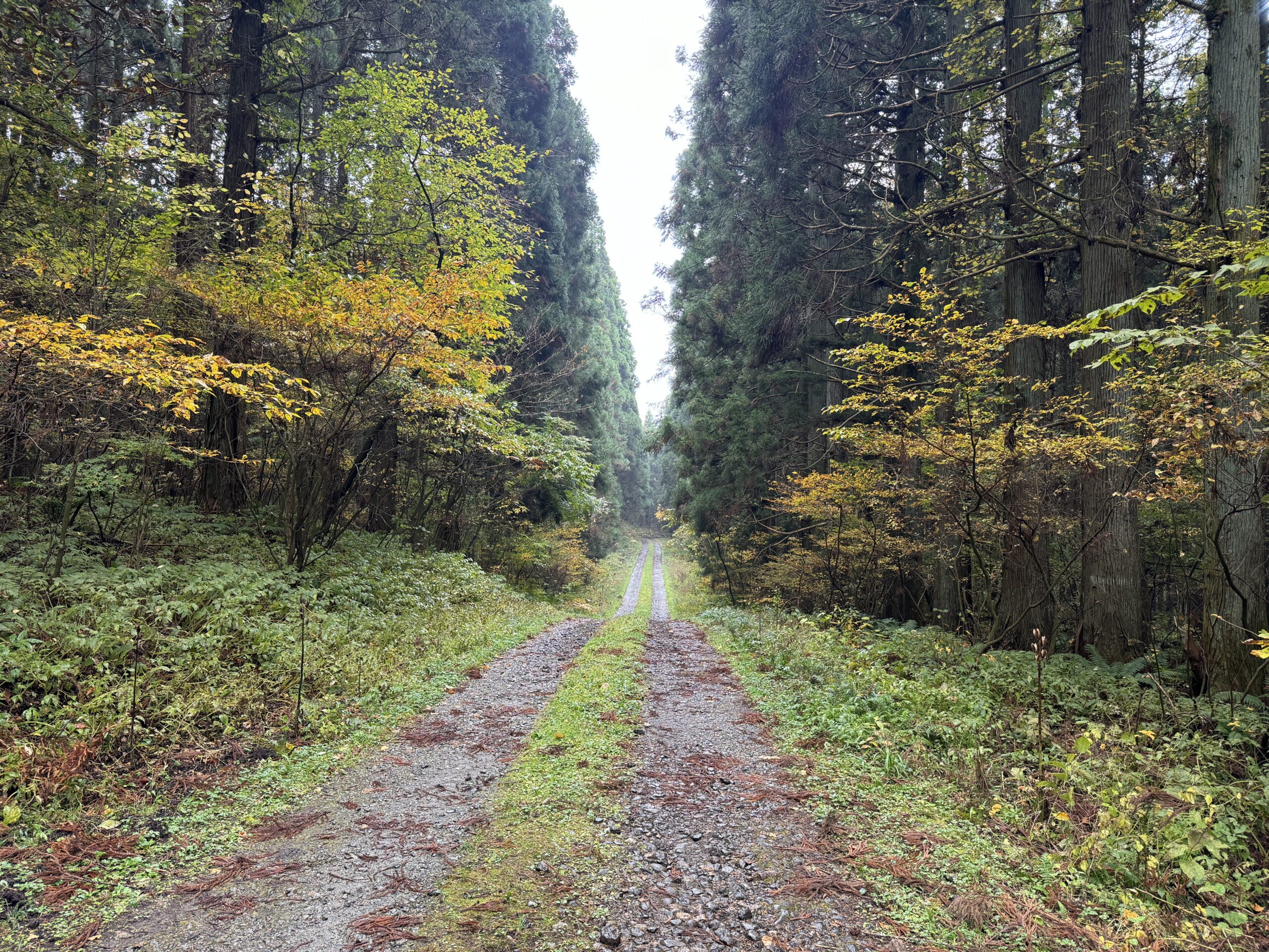 小岩井農場